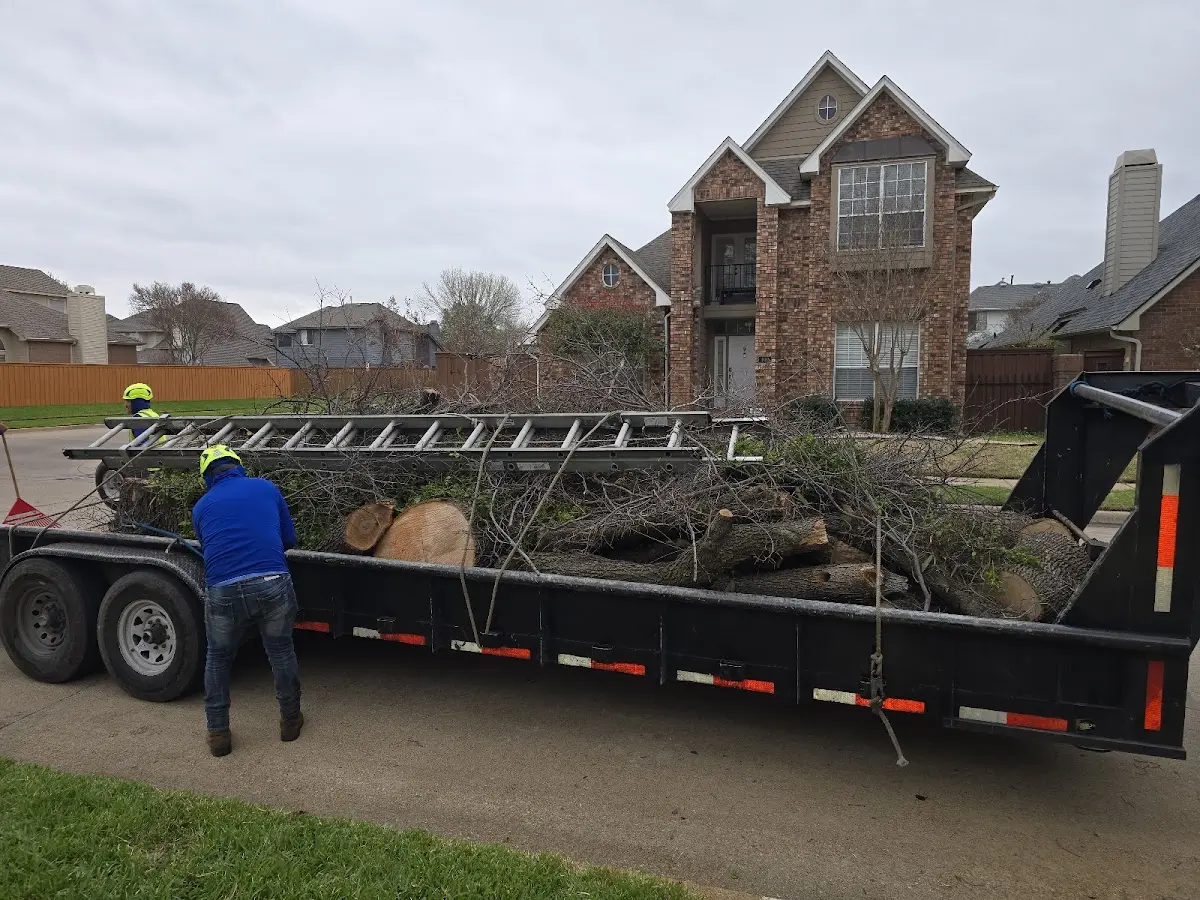 Expert Tree Removal with proper safety equipment in Fairfield